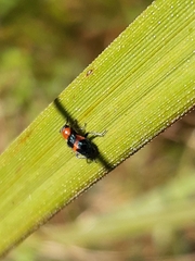Dicranolaius cinctus