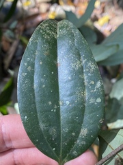 Cinnamomum
