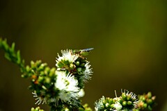 Odontomyia decipiens