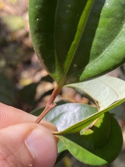 Cinnamomum