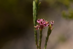 Lamprotis