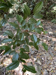 Cinnamomum
