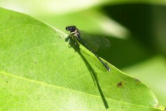 Onychargia atrocyana