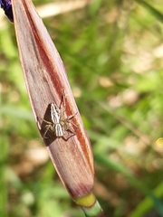Oxyopes gracilipes