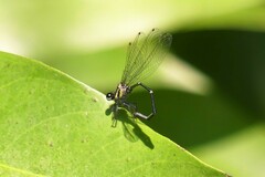 Onychargia atrocyana