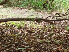 Erithacus rubecula marionae