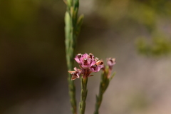 Lamprotis