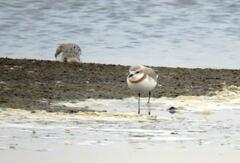 Charadrius pallidus