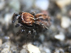 Attinella dorsata