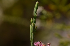 Lamprotis