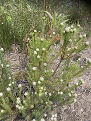 Leucadendron linifolium