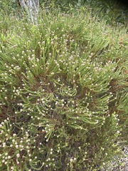 Leucadendron linifolium