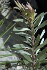 Leucadendron meridianum