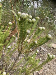 Leucadendron linifolium