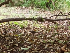 Erithacus rubecula marionae