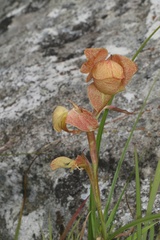 Gladiolus dalenii image