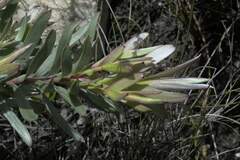 Leucadendron meridianum