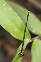 Mortonagrion