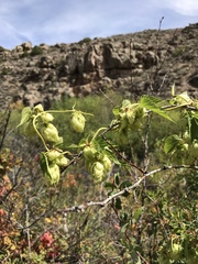 Humulus lupulus neomexicanus