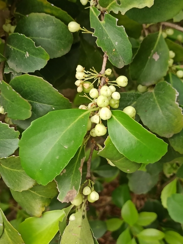 Gymnosporia cassinoides image