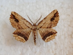 Menophra abruptaria