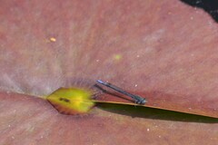 Pseudagrion draconis