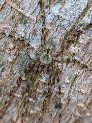 Pandercetes gracilis