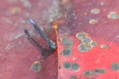 Pseudagrion draconis