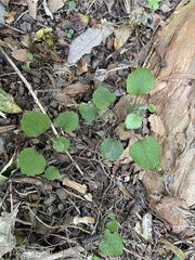 Brachyglottis sciadophila