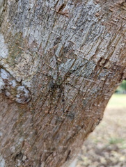 Pandercetes gracilis