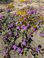Abronia villosa villosa