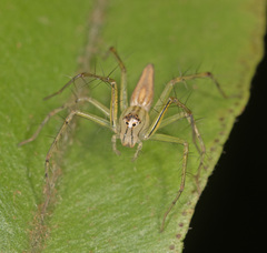 Oxyopes
