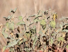 Sphaeralcea ambigua