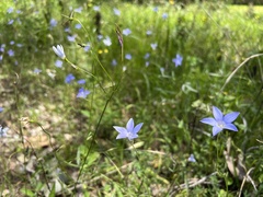 Wahlenbergia