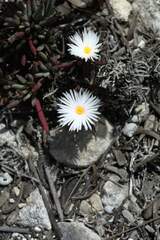 Lampranthus ceriseus