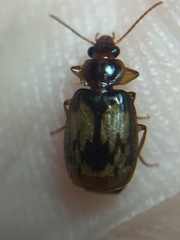 Philophlaeus luculentus