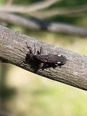 Rhinotia bimaculata