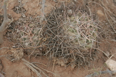 Thelocactus hexaedrophorus
