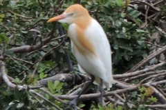 Bubulcus ibis coromandus