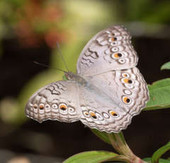 Junonia atlites atlites