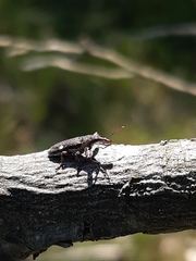 Rhinotia bimaculata