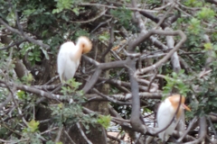 Bubulcus ibis coromandus