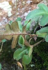 Pleopeltis thyssanolepis