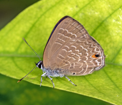 Anthene emolus goberus