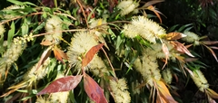 Melaleuca salicina