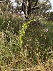 Prasophyllum maccannii