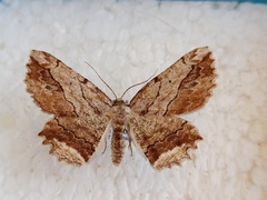 Menophra abruptaria