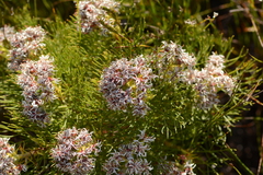 Serruria ascendens