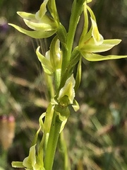 Prasophyllum maccannii