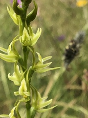 Prasophyllum maccannii